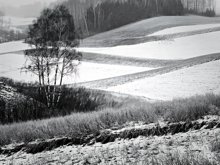 Snow covered Biei hills meadow in winter - AI-generated stock image