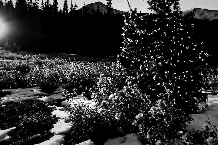 Christmas tree in mountain meadow after snowfall - AI-generated stock image