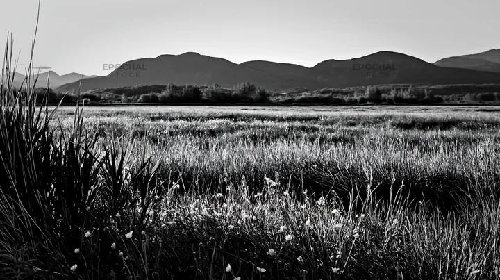 Black and white saga floodplain meadow with reed foreground on a sunny day - AI-generated stock image