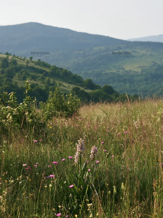 Regenerative meadow with wildflowers in the mountains - AI-generated stock image