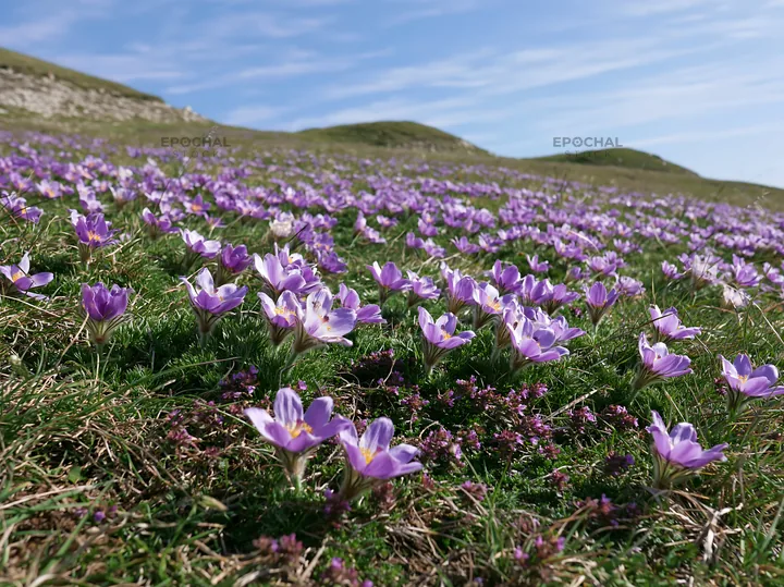 Sunny meadow with purple flowers on chalk slope - AI-generated stock image
