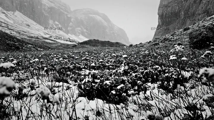 Black and white snowbound meadow with flowers under snow in a valley - AI-generated stock image