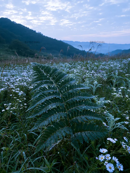 Tokushima mountain meadow fern frond in lush green field - AI-generated stock image
