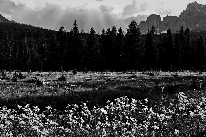 Black and white crepuscular rays shine over a meadow with wildflowers - AI-generated stock image