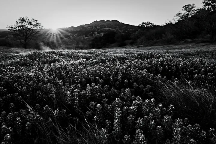 Bluebonnet meadow at sunrise with mountains in background - AI-generated stock image