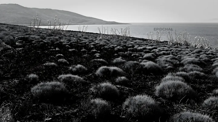 Drought-tolerant meadow meets the coastline - AI-generated stock image