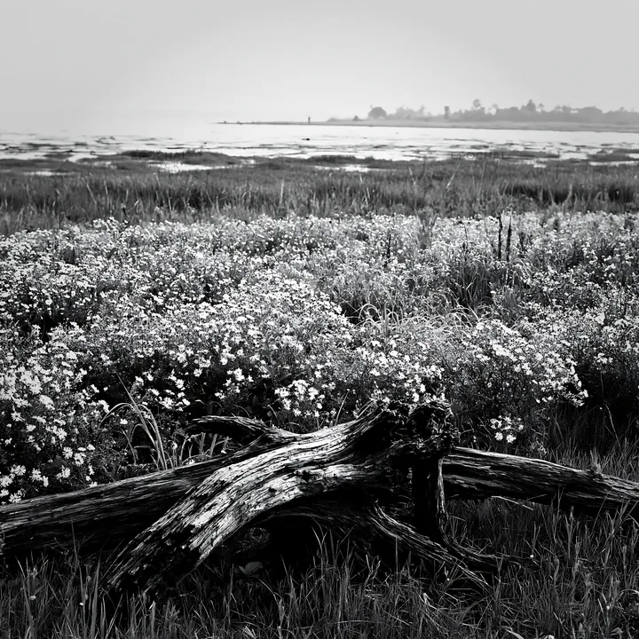 Black and white chiba coastal climate meadow driftwood foreground with flowers - AI-generated stock image
