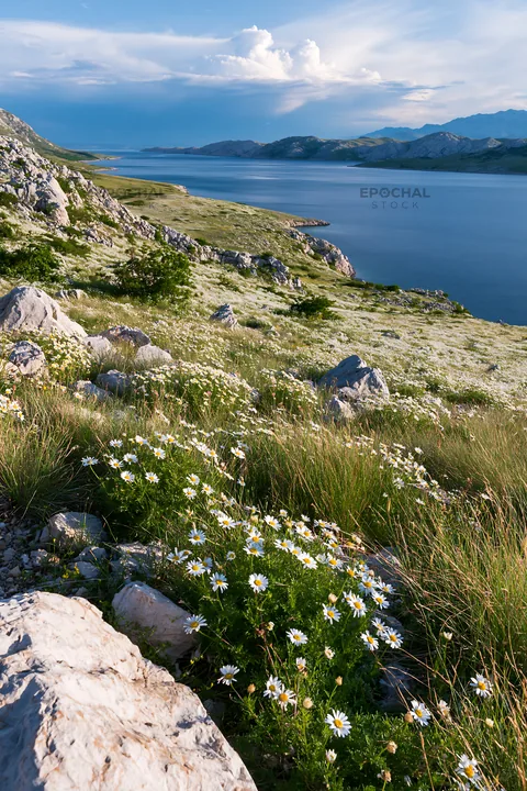 Croatian meadow above Adriatic coast with flowers and rocks - AI-generated stock image