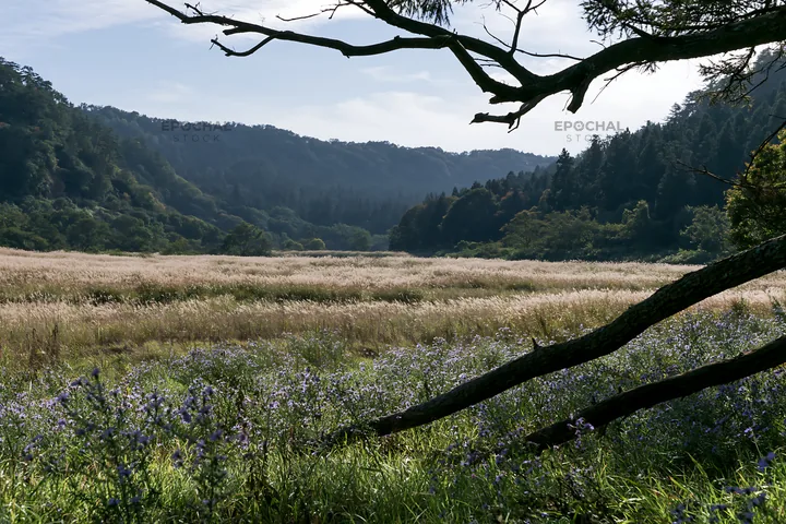 Yamagata rewilded meadow fallen branch foreground - AI-generated stock image