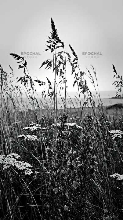 Meadow grass seedheads with flowers in natural habitat - AI-generated stock image
