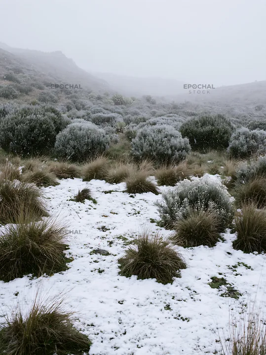 Snowy highland meadow with frost-covered plants - AI-generated stock image