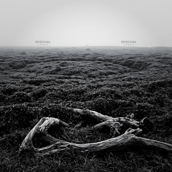 Black and white chiba coastal climate meadow driftwood in foreground - AI-generated stock image