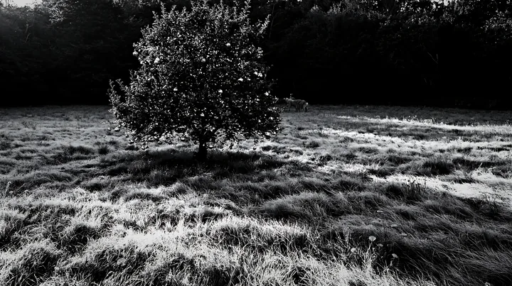 Frosty meadow with apple tree in black and white setting - AI-generated stock image
