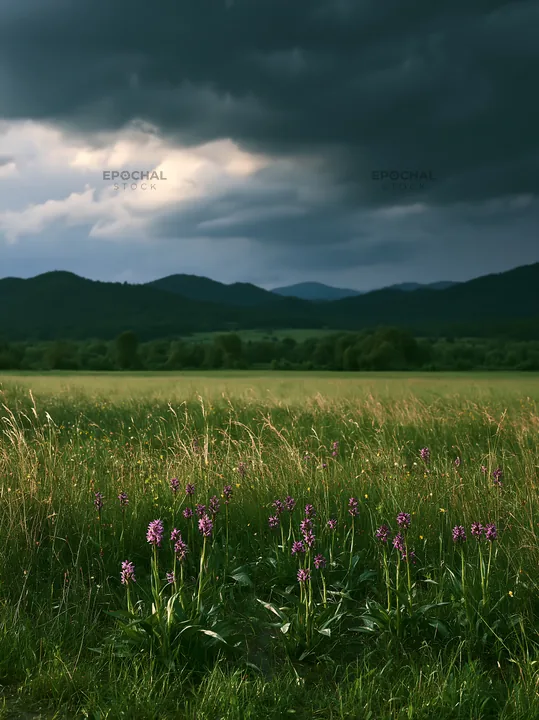 Wild orchid meadow under a cloudy sky - AI-generated stock image