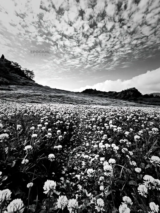 Black and white fukuoka spring meadow fallen blossom foreground with white flowers - AI-generated stock image
