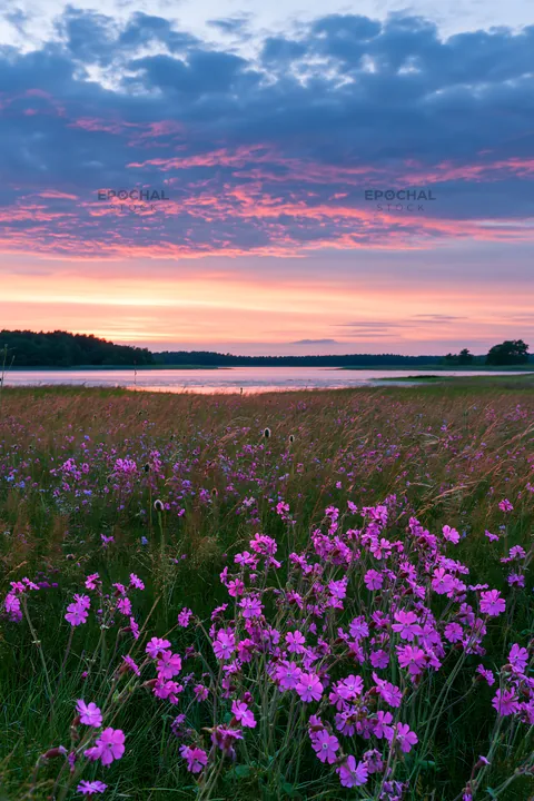 German lakeside meadow with purple flowers at sunset - AI-generated stock image