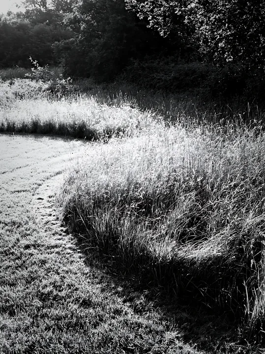 Black and white seedhead meadow with sunlight on grass and winding path - AI-generated stock image