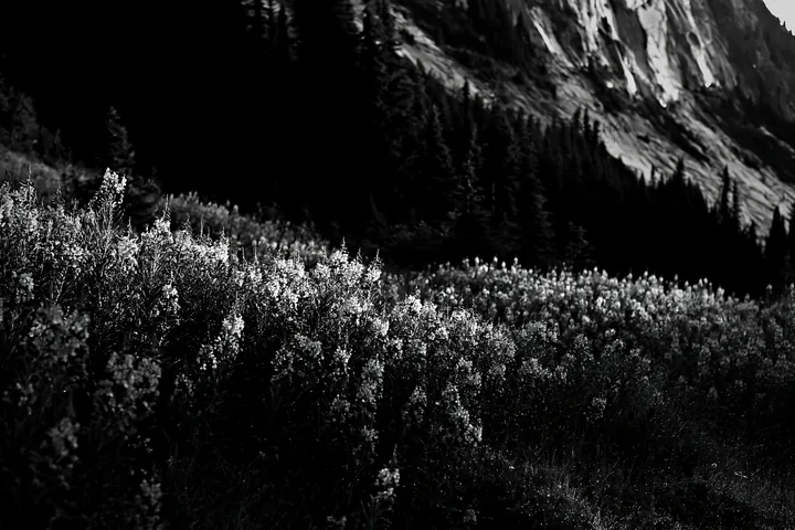 Fireweed meadow at sunset near mountain slopes - AI-generated stock image