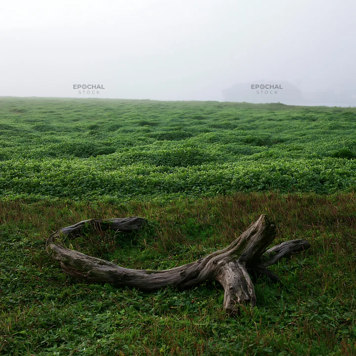 Chiba coastal climate meadow driftwood in the foreground - AI-generated stock image