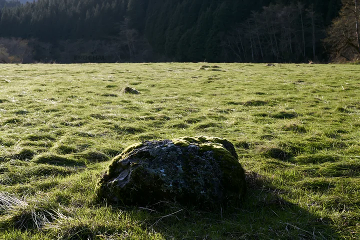 Miyagi spring recovery meadow mossy stone in natural setting - AI-generated stock image