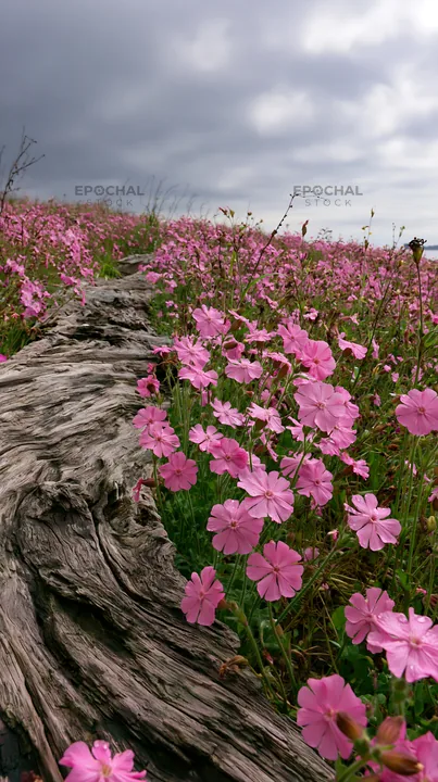 Chiba coastal climate meadow driftwood foreground with flowers - AI-generated stock image