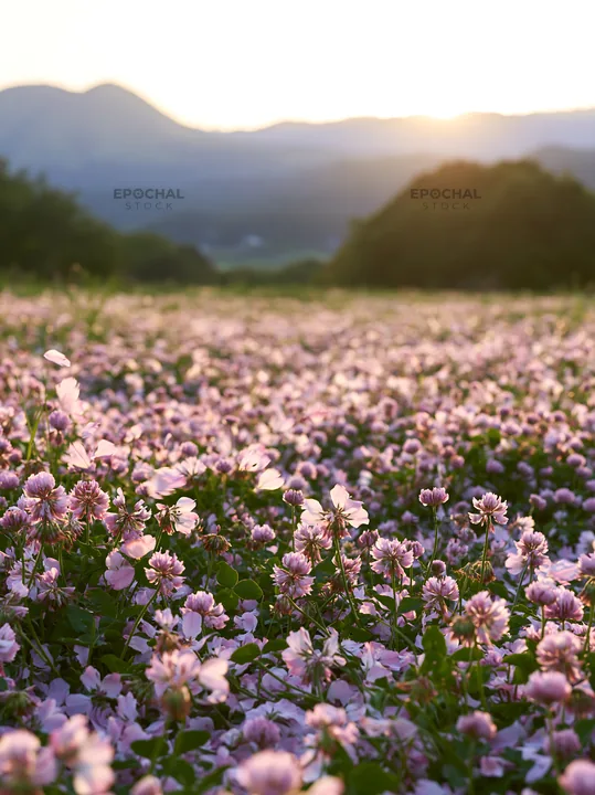 Fukuoka spring meadow fallen blossom foreground - AI-generated stock image