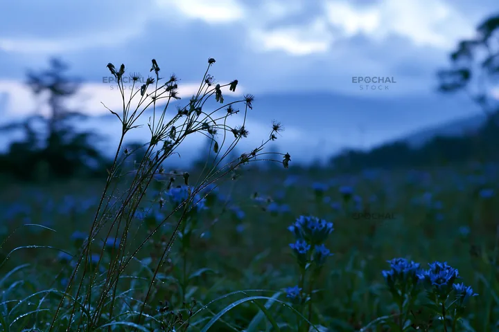 Iwate rain refreshed meadow seedhead foreground - AI-generated stock image