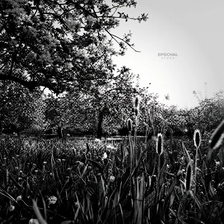 Black and white apple blossom meadow under bright sunlight - AI-generated stock image