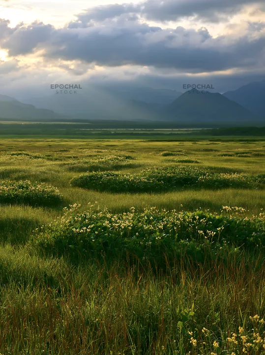 Expansive Hokkaido restoration meadow with dewdrops - AI-generated stock image