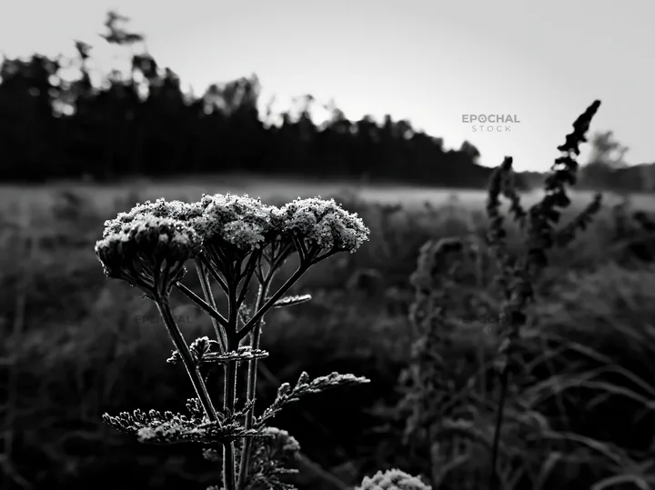 Yarrow flowers bloom in a meadow during early morning - AI-generated stock image