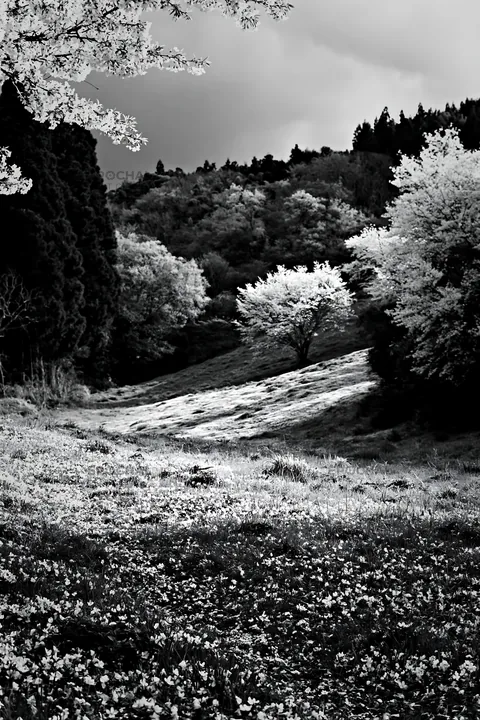 Black and white fukuoka spring meadow fallen blossom foreground - AI-generated stock image