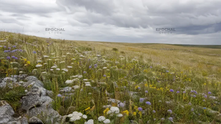 Cloudy dry flower meadow under overcast sky - AI-generated stock image