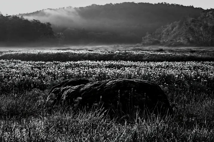Black and white miyagi spring recovery meadow mossy stone in morning light - AI-generated stock image