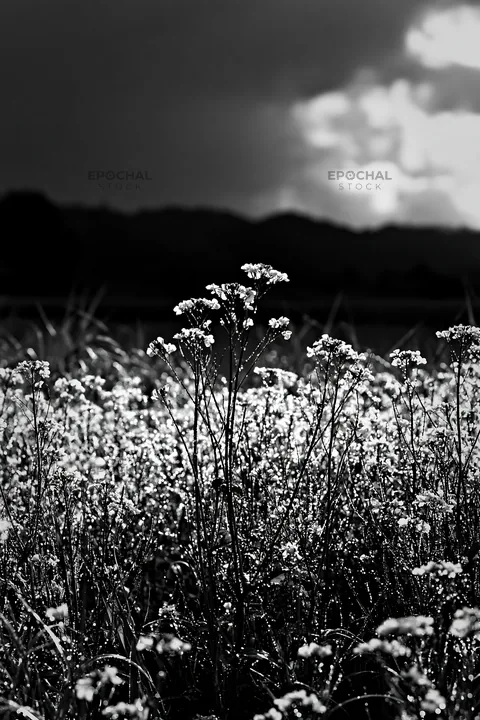 Black and white niigata floodplain restoration meadow dew foreground blooms brightly - AI-generated stock image
