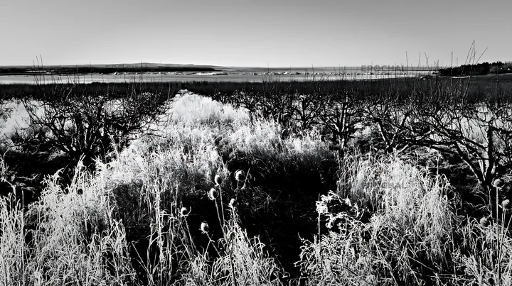 Black and white seaside orchard meadow with frost-covered grass and trees - AI-generated stock image