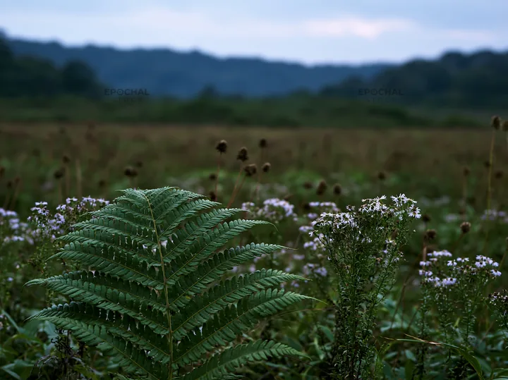 Tokushima mountain meadow fern frond in foreground of landscape - AI-generated stock image