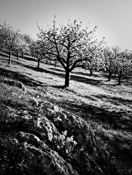 Black and white hillside apple meadow with blooming trees and yellow flowers - AI-generated stock image