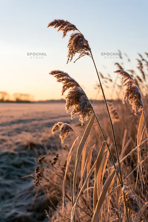 Saga floodplain meadow with reed plants at sunset - AI-generated stock image