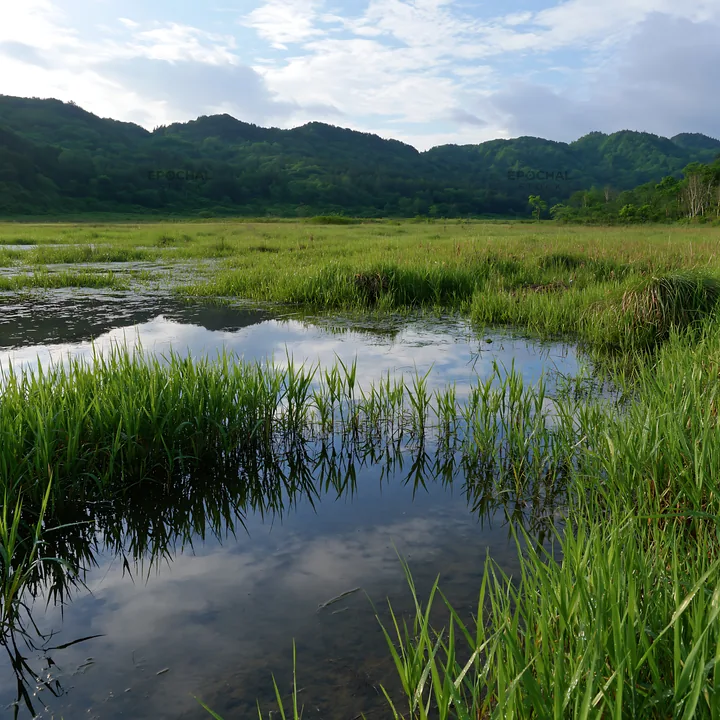 Saga floodplain meadow with reed foreground and green landscape - AI-generated stock image