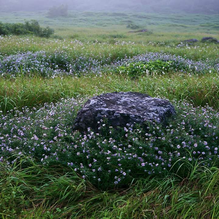 Aomori climate resilient meadow with boulder - AI-generated stock image