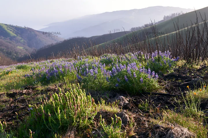 Vivid flowers in climate-resilient meadow in mid-morning light - AI-generated stock image