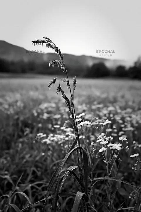 Black and white iwate rain refreshed meadow seedhead foreground - AI-generated stock image