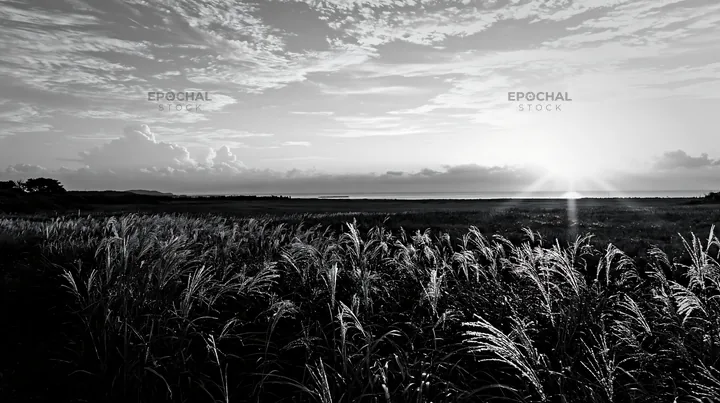 Black and white miyazaki sunrise meadow dew covered sedges - AI-generated stock image