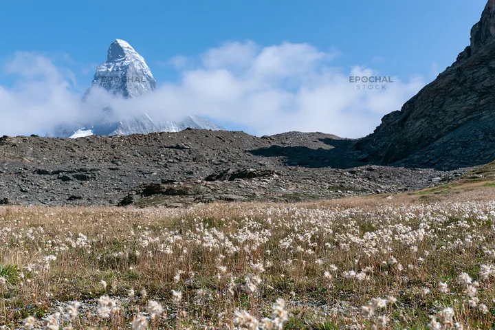 Matterhorn alpine wildflower meadow in summer - AI-generated stock image