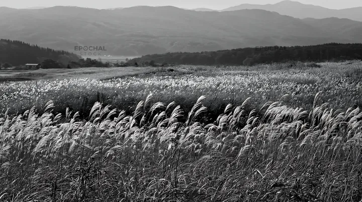 Black and white iwate rain refreshed meadow seedhead foreground - AI-generated stock image