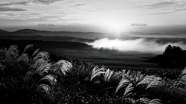 Black and white miyazaki sunrise meadow dew covered sedges in morning light - AI-generated stock image