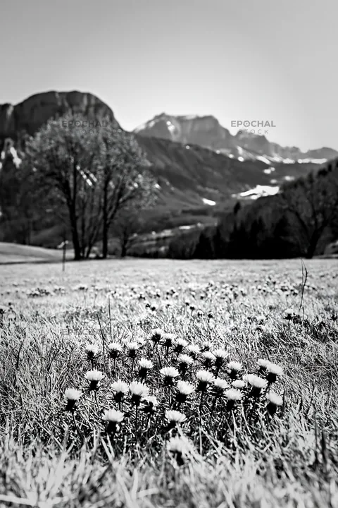 Black and white dandelion orchard meadow with mountains under a clear sky - AI-generated stock image