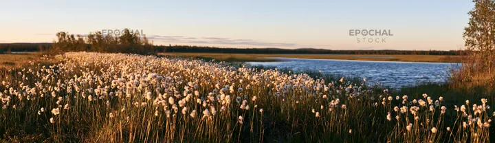 Cottongrass meadow glow at sunset near a calm water body - AI-generated stock image
