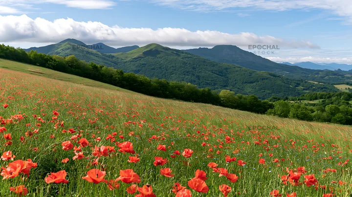 Poppy flax meadow with mountains under blue sky - AI-generated stock image