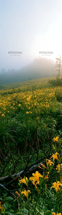 Yamagata rewilded meadow with fallen branch and yellow flowers - AI-generated stock image